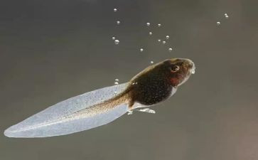 科学蝌蚪教案6篇