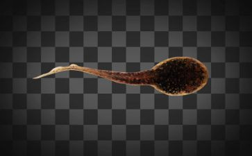 大班蝌蚪教案优质6篇