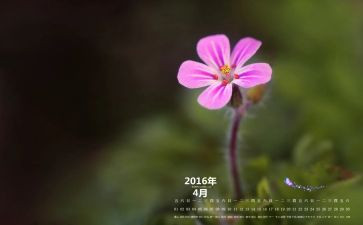 4月教师总结5篇