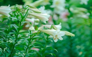 《百合花》的读后感6篇