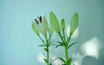 百合花读后感6篇