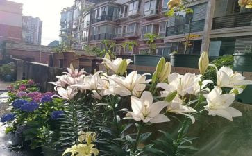 心田上的百合花读后感5篇