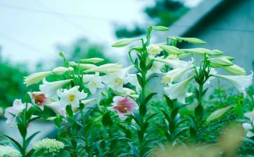 《心田上的百合花》读后感5篇