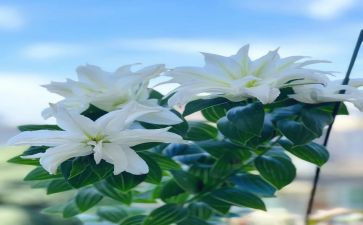 《心田上的百合花开》读后感8篇