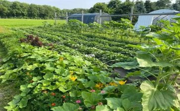 菜小白读后感7篇