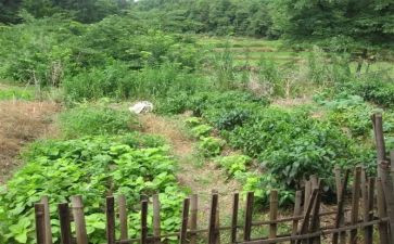 《苦菜花》读书心得8篇