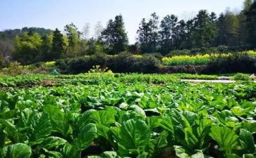关于菜的科学教案精选7篇