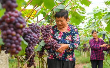 采摘苹果教案8篇