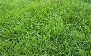 草房日读后感参考5篇