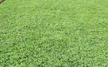 稻草狼读后感精选5篇