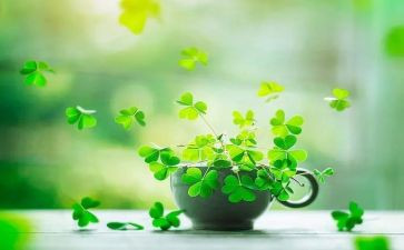 稻草狼读后感推荐7篇