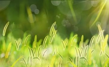 草房日读后感6篇
