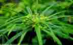 古诗草教案通用6篇