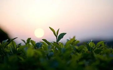 黑茶的调查报告范文精选6篇