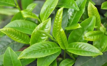幼儿园小班茶教案优秀8篇
