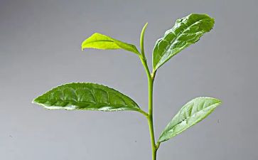 茶的故事读后感模板6篇