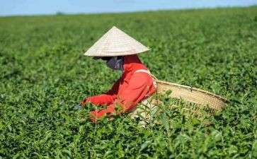 黑茶的调查报告范文最新7篇