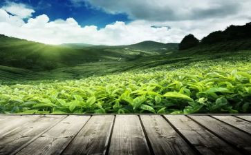 茶经读后感200字参考8篇