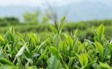 黑茶的调查报告范文优秀7篇