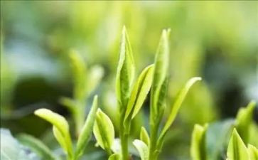 茶艺心得5篇