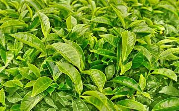 茶经心得体会300字6篇