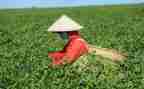茶的分类教案最新6篇