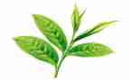 茶讲座心得6篇