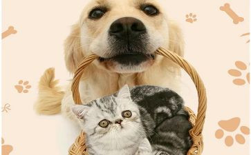 小宠物猫作文8篇