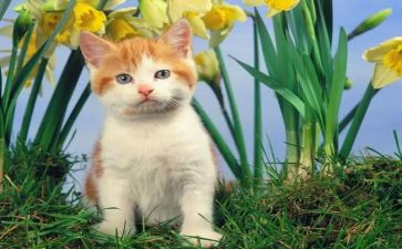 小宠物猫作文最新8篇