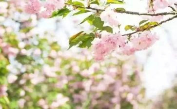 青春期教育的教案8篇