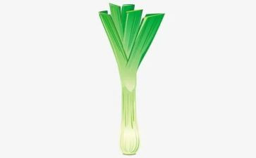 大班科学葱和蒜教案7篇