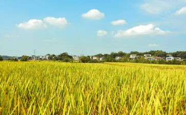 大班音乐《苹果丰收》教案5篇