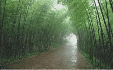 暴风雨中的树作文6篇