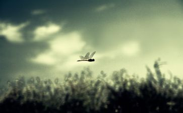 《浮生六记》的读后感通用6篇