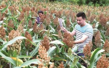 莫言红高粱的读后感5篇