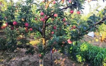 小班种果树教案6篇