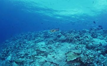 海底两万里读后感300字6篇