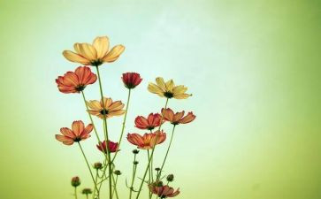 看花作文500字6篇