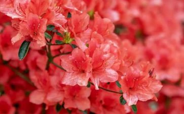 《茶花女》读书心得体会7篇