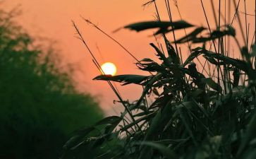 我怀念我的母校作文5篇