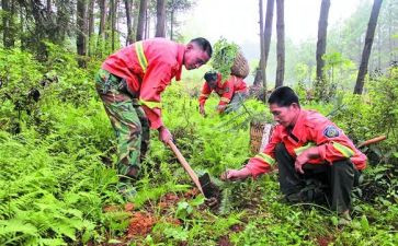 护林员工作总结推荐6篇