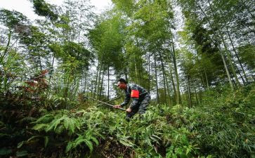 生态护林员工作总结报告5篇