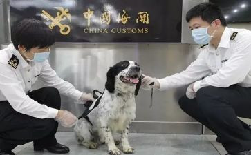 动物检疫防疫工作总结6篇