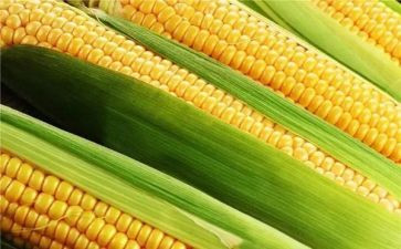 玉米青储合同通用5篇