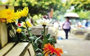 清明节祭扫的讲话稿5篇