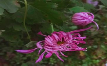菊与刀读书心得体会优质6篇