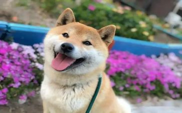 开心作文300字6篇