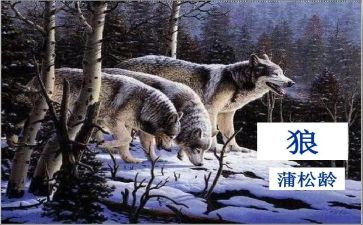 《狼》的读后感600字优质8篇