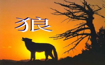《狼》的读后感600字推荐7篇