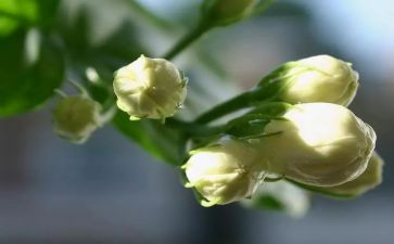 茉莉花大班音乐教案5篇